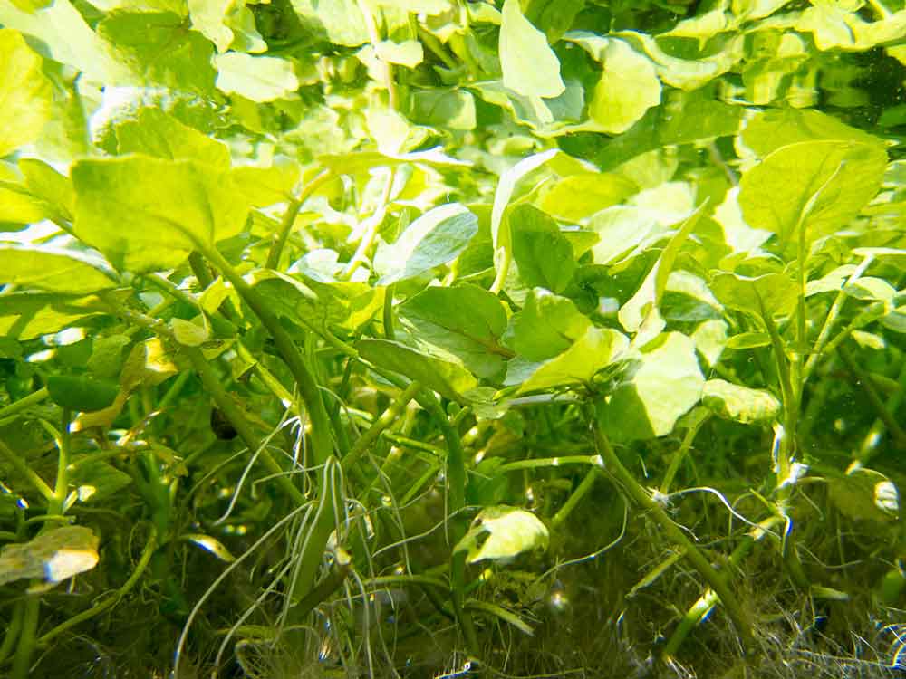 Brunnenkresse unter Wasser