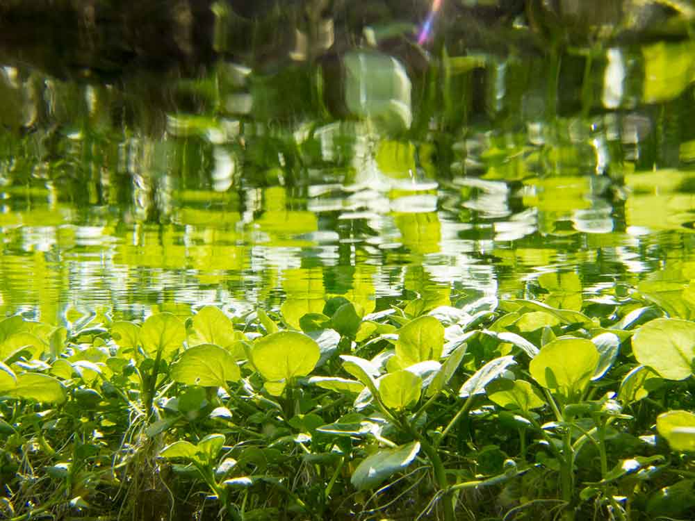 Brunnenkresse unter Wasser